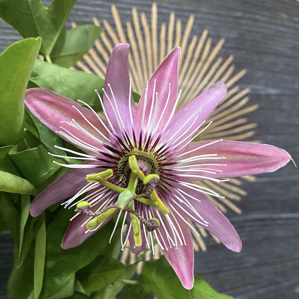 Passiflora 'Victoria' (floarea pasiunii)