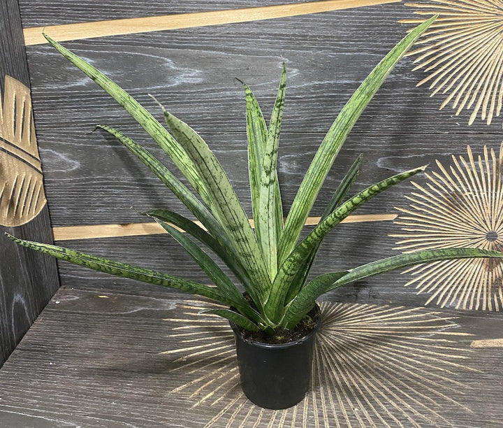 Sansevieria pixel green