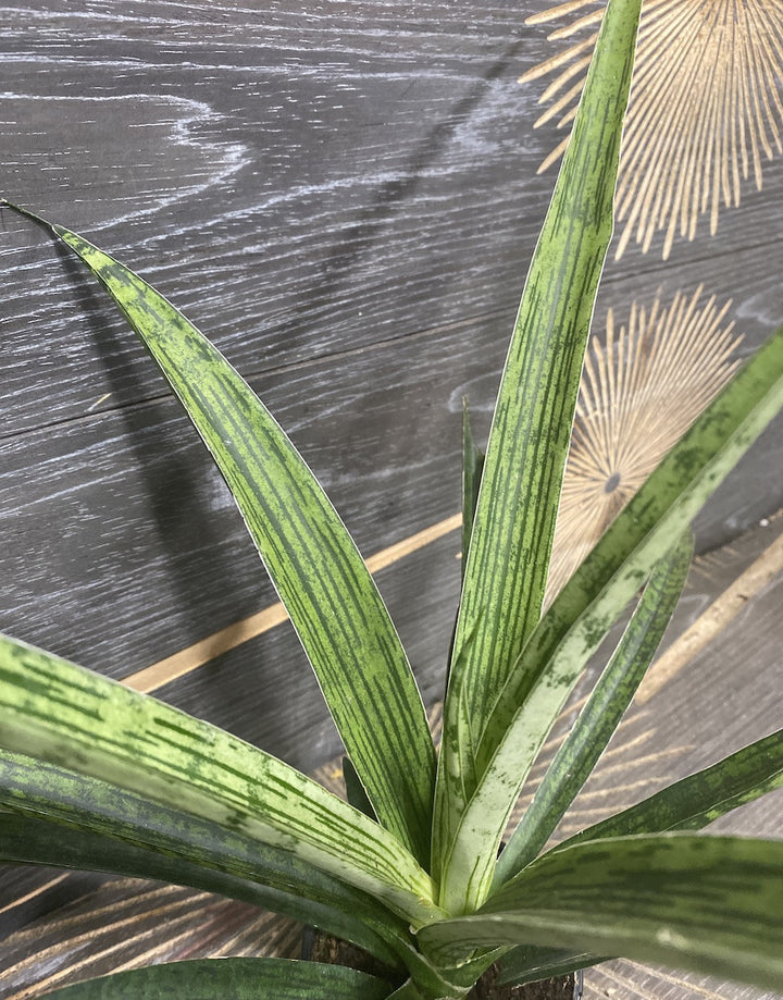 Sansevieria pixel green