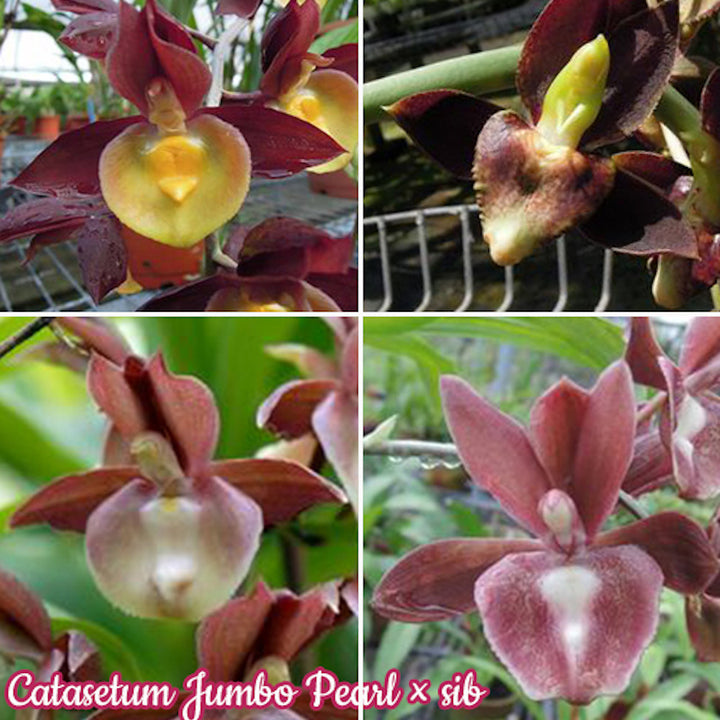 Catasetum fimbriatum '106' parfumat