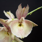 Catasetum pileatum 'Red Pena' HCC/AOS