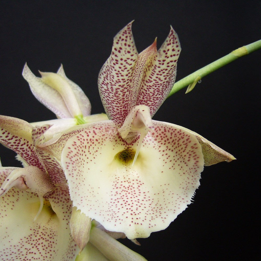 Catasetum pileatum 'Red Pena' HCC/AOS