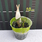 Catasetum pileatum 'Red Pena' HCC/AOS