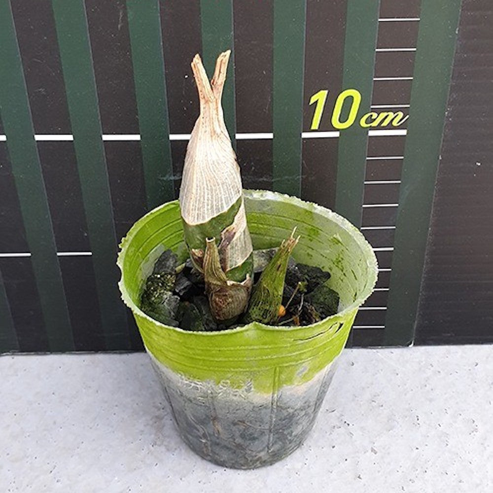 Catasetum pileatum 'Red Pena' HCC/AOS