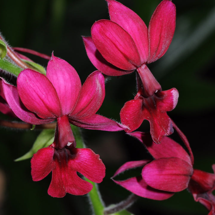 Orhidee Calanthe Rubra