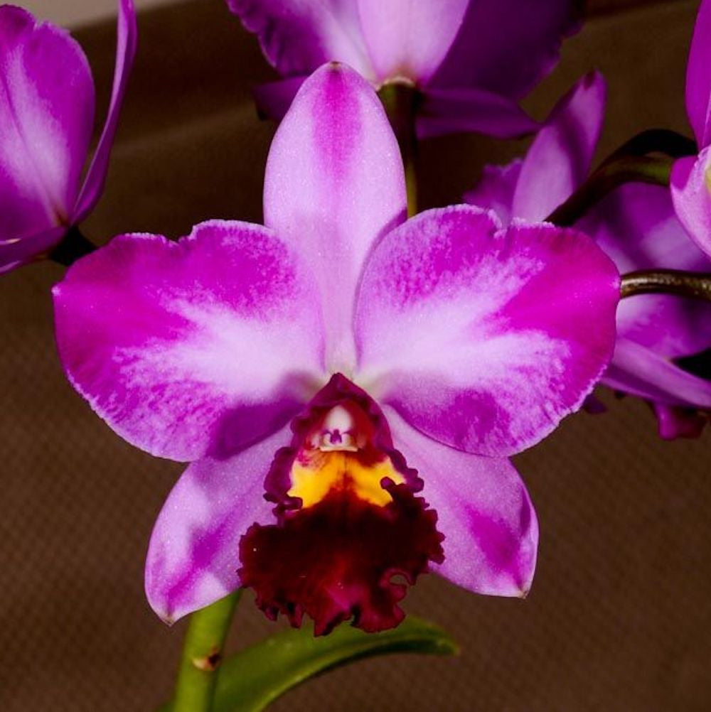 Potinara Summer Choice