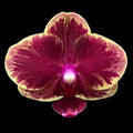 Phalaenopsis Fangmei Sweet '1456'