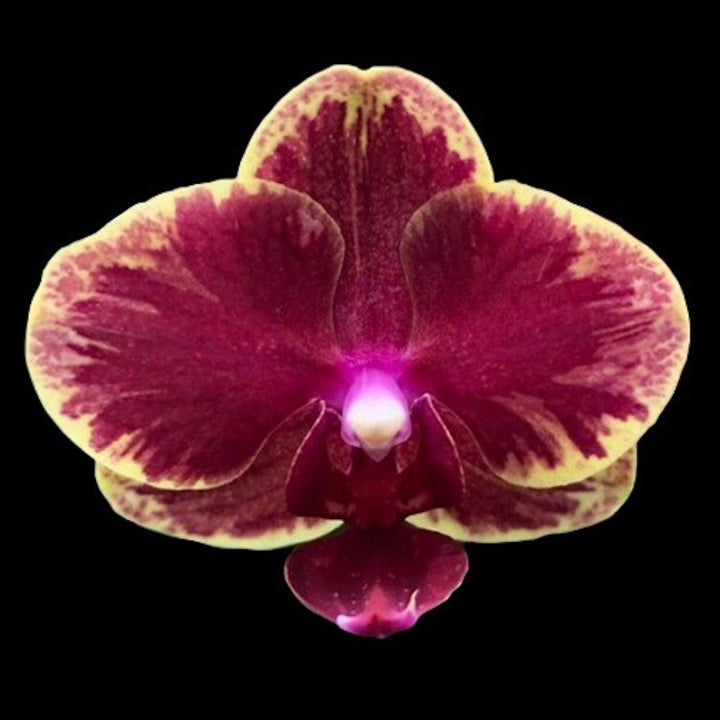 Phalaenopsis Fangmei Sweet '1456'