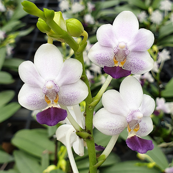 Orhidee Phalaenopsis Su's Glad Kid 'Blue'