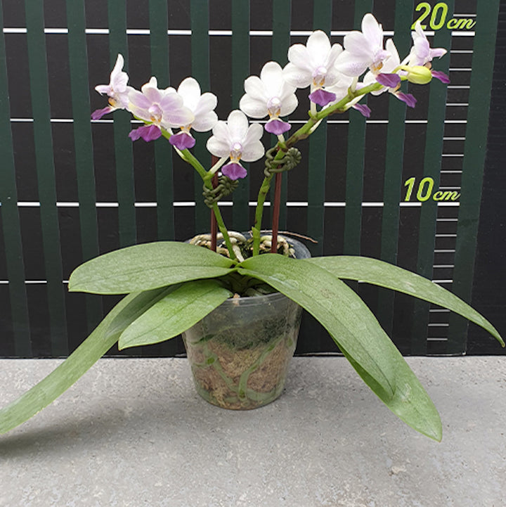 Orhidee Phalaenopsis Su's Glad Kid 'Blue'