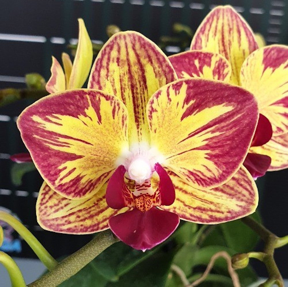 Phalaenopsis Fangmei Sweet 'Splash'