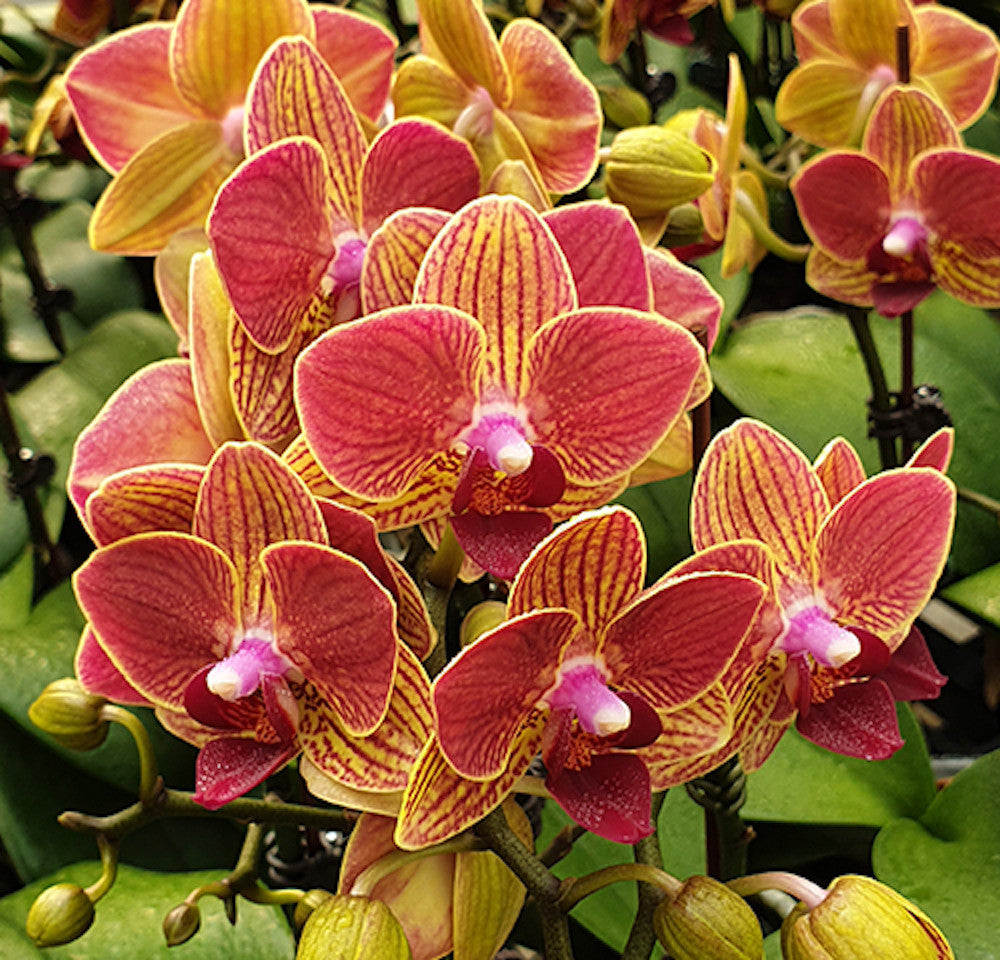 Phalaenopsis Fangmei Sweet 'Splash'