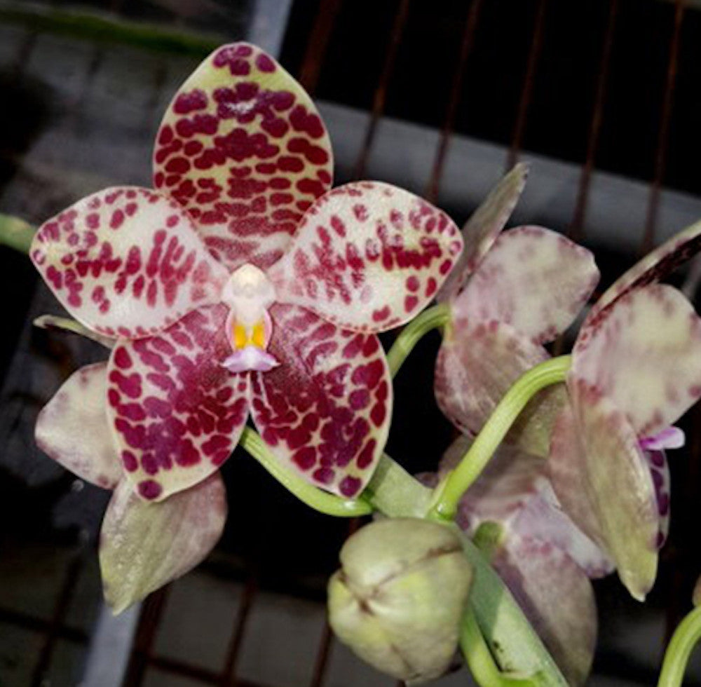 Orhidee Phalaenopsis gigantea, specii rare de orhidee in ghiveci