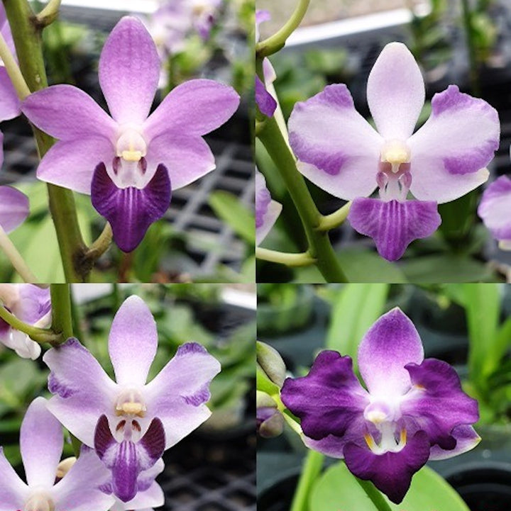 Orhidee Phalaenopsis pulcherrima var. coerulea splash × sib