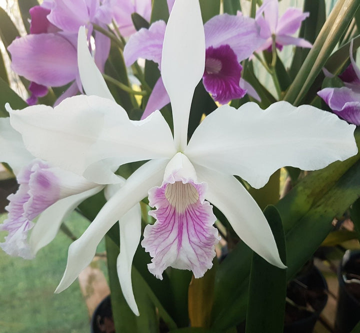 Cattleya purpurata var. russelliana *parfumata