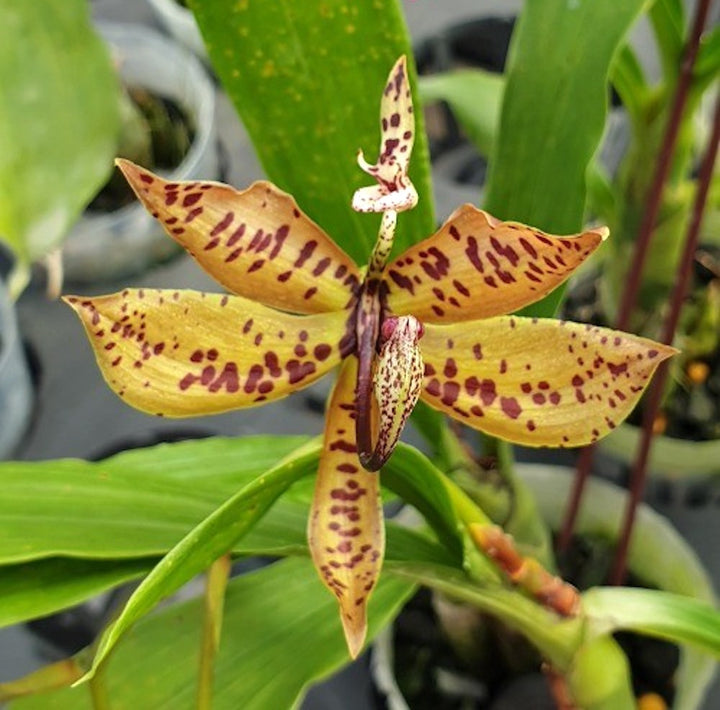 Cyc. villenaorum 'Jumbo'