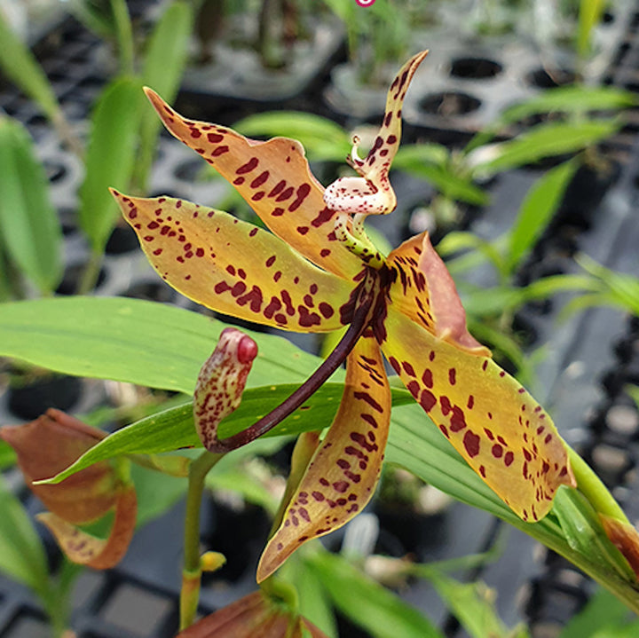 Cyc. villenaorum 'Jumbo'