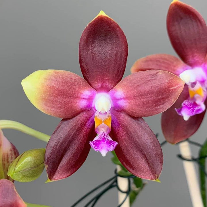 Phalaenopsis Tying Shin Fly Eagle 'Wilson' ( tetraspis 'C1' × Dragon Tree Eagle).