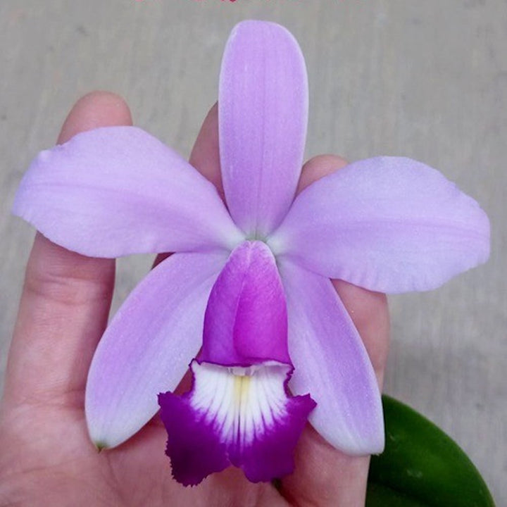 Cattleya violacea 'Pink' parfumata