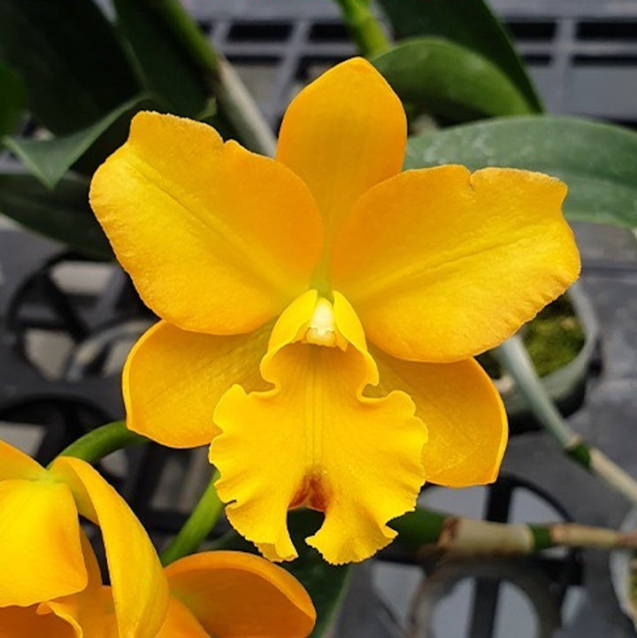 Cattleya Little Fairy 'Yellow Hydrangea'