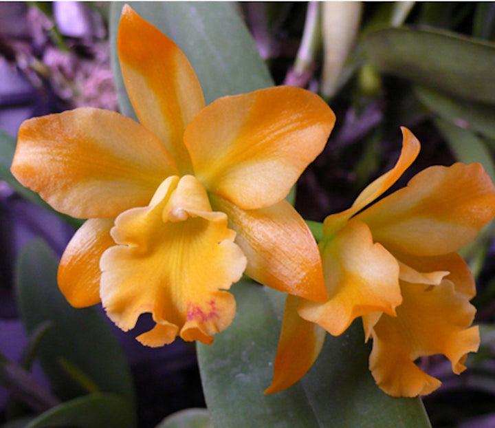 Cattleya Little Fairy 'Yellow Hydrangea'