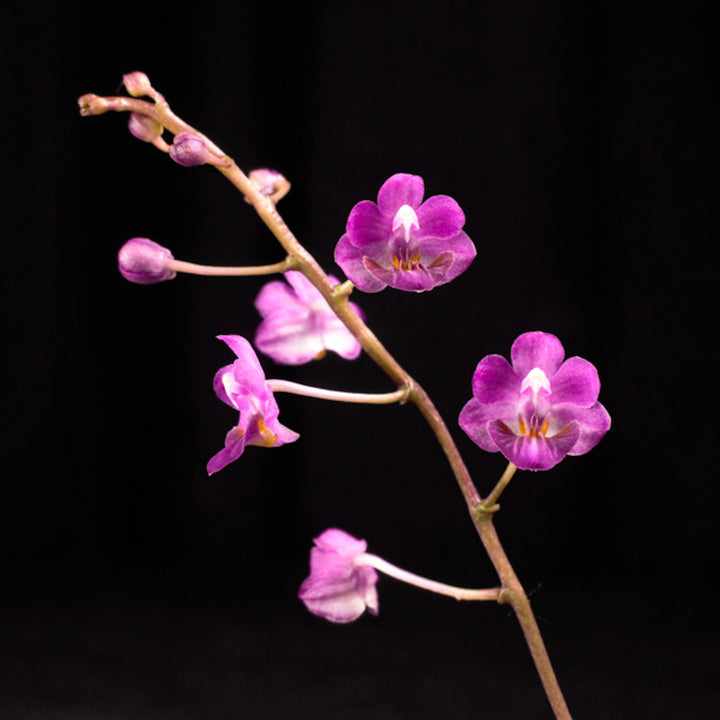 Phalaenopsis San Shia Appendo (appendiculata × pulcherrima).