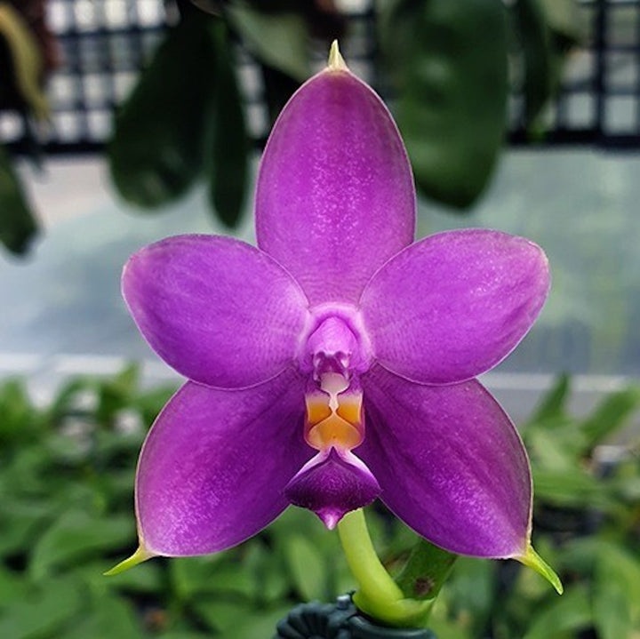 Orhidee Phalaenopsis Samera Blue (parfumata)