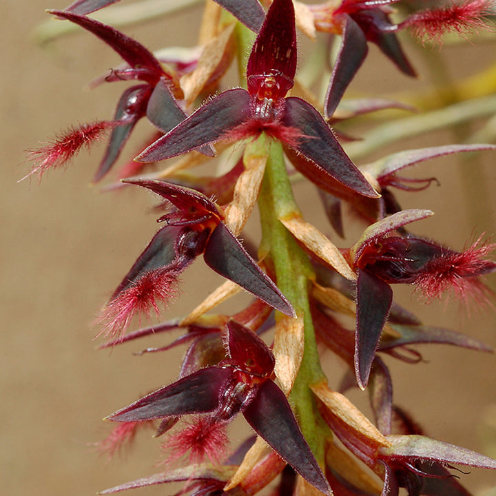 Bulbophyllum tremulum