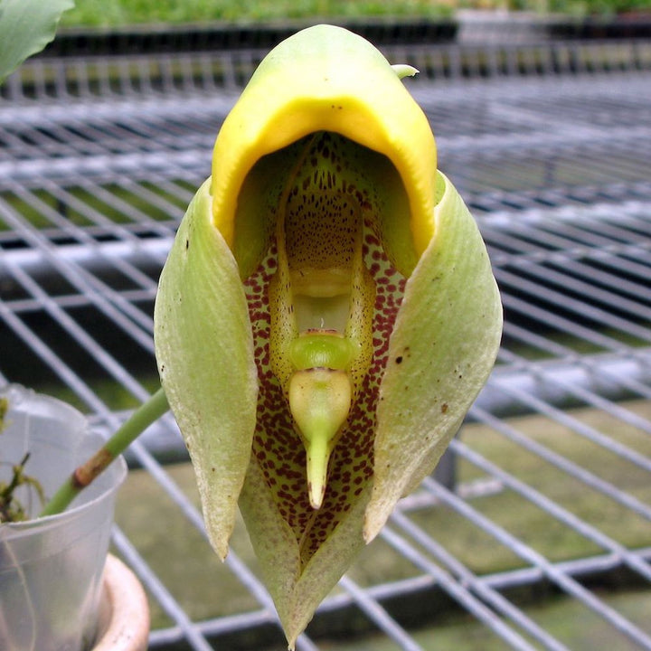 Catasetum macrocarpum 'Jumbo'