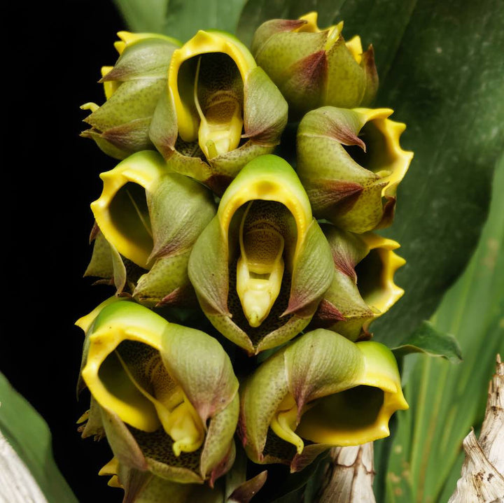 Catasetum macrocarpum 'Jumbo'