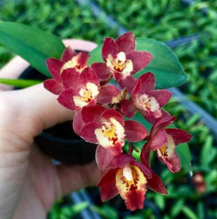 Meshaara Chian-Tzy Ruby 'CT-Golden Chocolate'