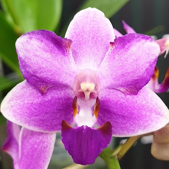 Phalaenopsis Yaphon Apairof Moustaches '644