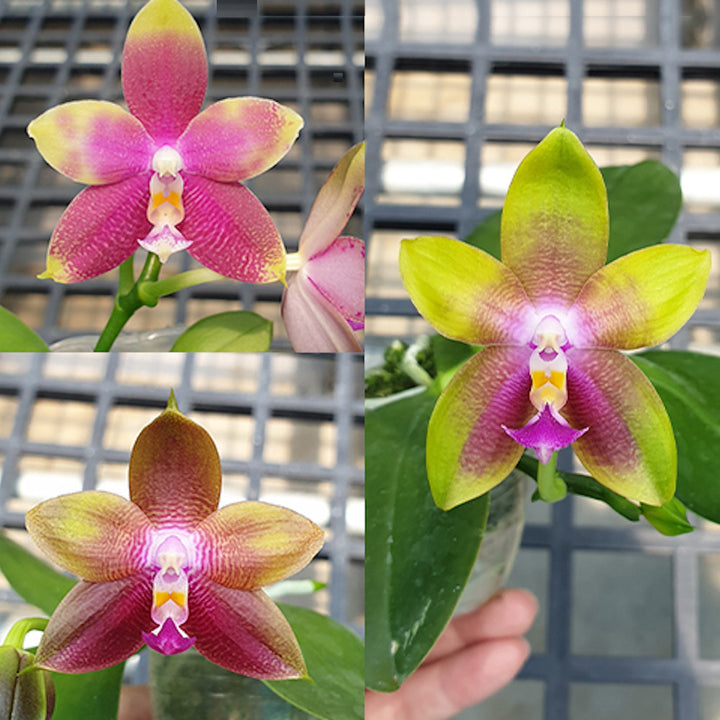 Phalaenopsis Germaine Vincent var. blue × Dragon Tree Eagle