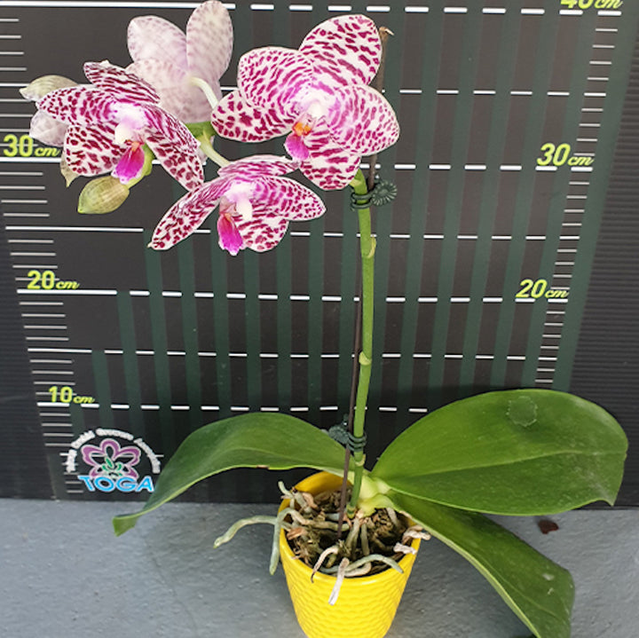 Phalaenopsis Brother Glory Long Fong