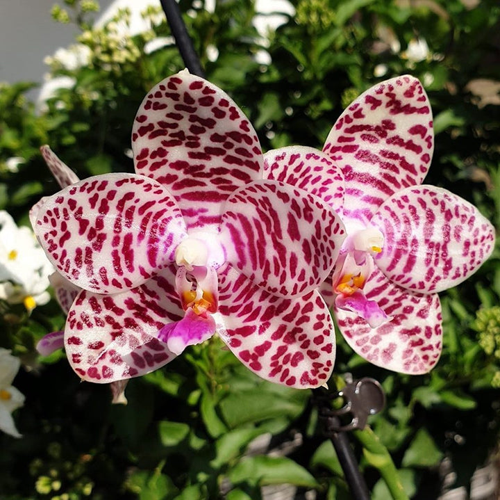 Phalaenopsis Brother Glory Long Fong