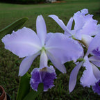 Cattleya labiata var. coerulea parfumata