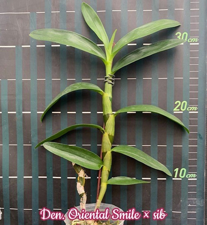 Dendrobium Oriental Smile