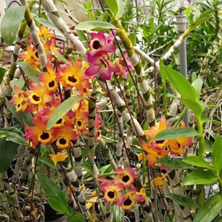 Dendrobium Oriental Smile