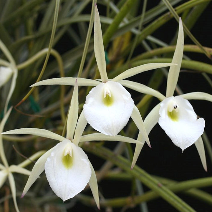 Brassavola flagellaris parfumata