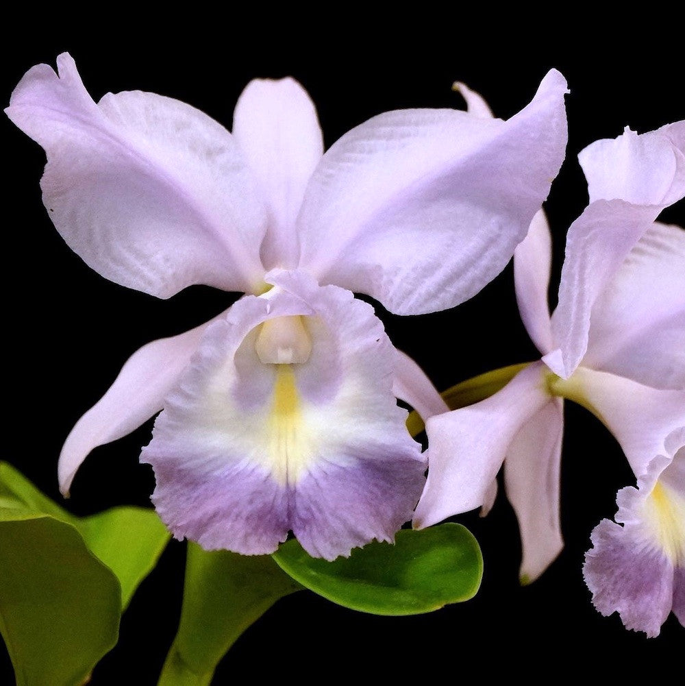 Cattleya Sea Breeze parfumata