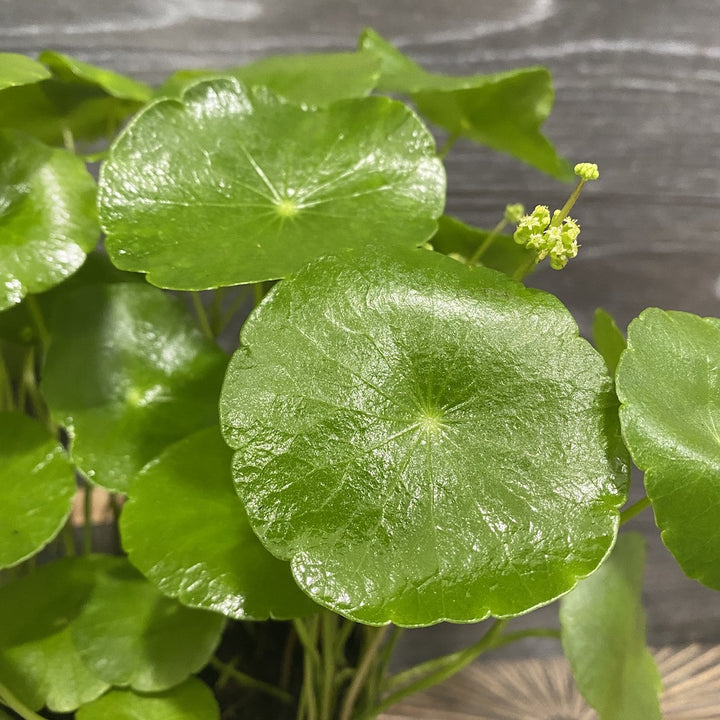 Centella asiatica Lucky Leaves planta - frunze norocoase