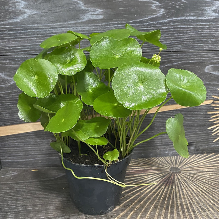 Centella asiatica Lucky Leaves planta - frunze norocoase