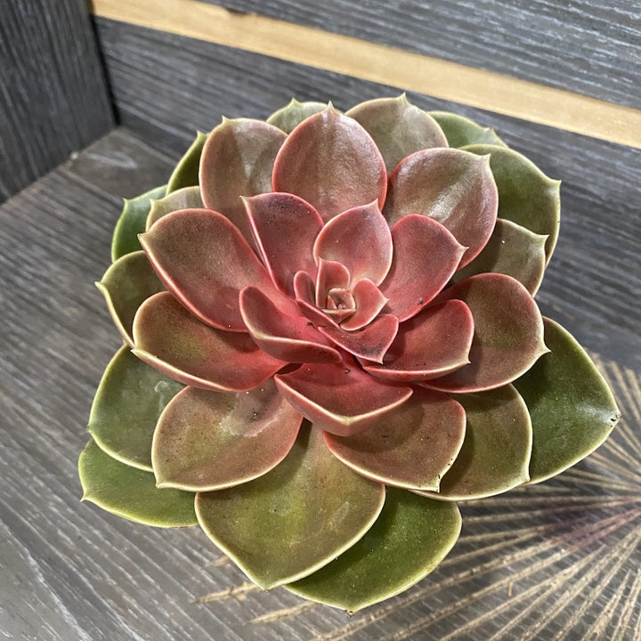 Echeveria Magic Red - planta suculenta rosie, de vanzare, pret atractiv