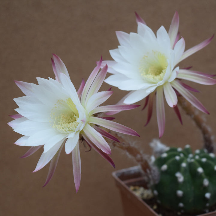 Echinopsis subdenudata