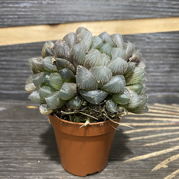 Haworthia obtusa cooperi var. truncata cv grey ghost