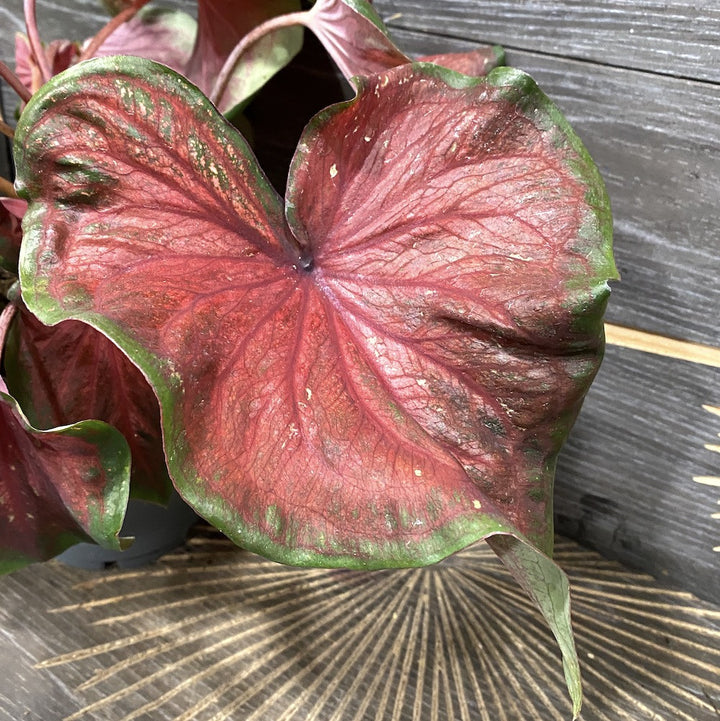 Caladium rosu-verde