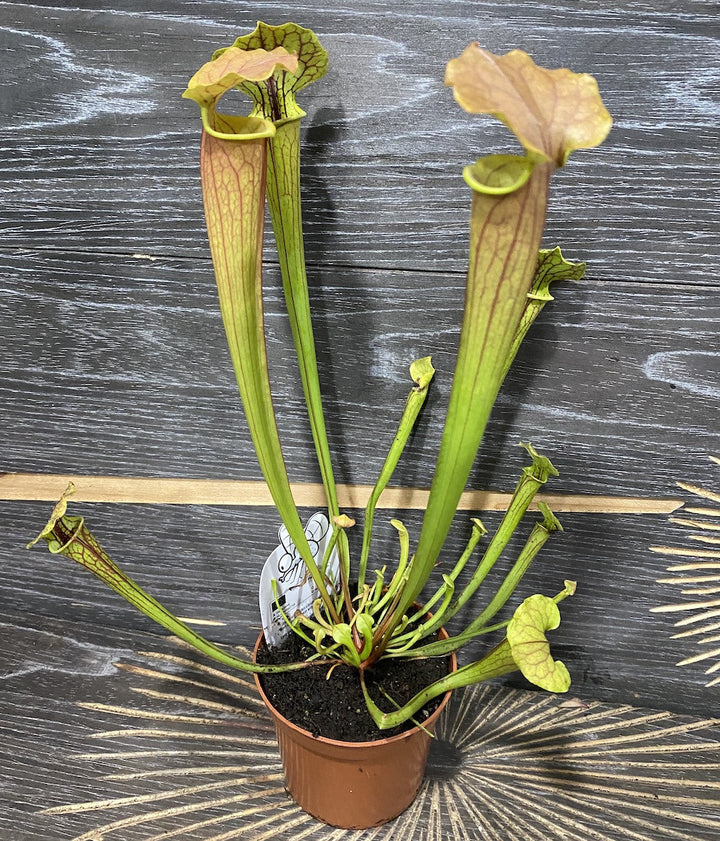 Sarracenia Tygo - planta ulcior