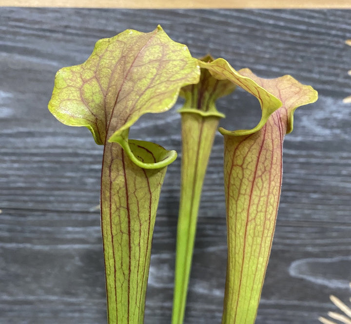 Sarracenia Tygo - planta ulcior