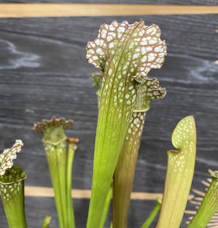 Sarracenia farnhamii hybrid - planta ulcior