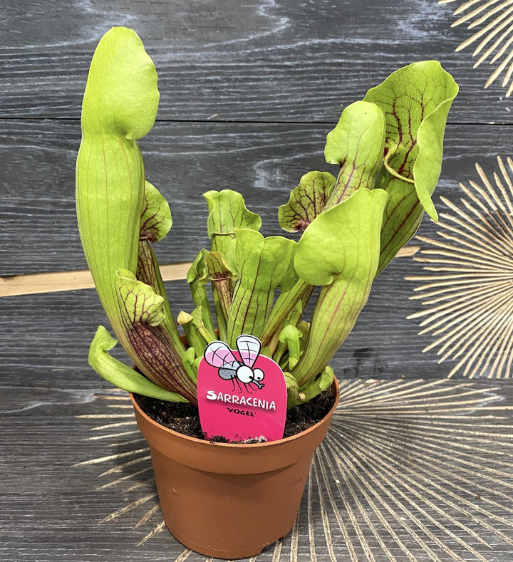 Sarracenia Vogel, planta ulcior, specii deosebite la preturi atractive!